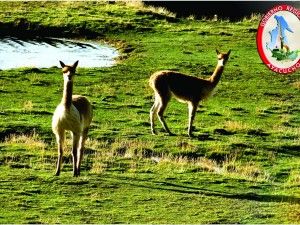 Aprueban Estrategia Regional Forestal y Fauna en Ayacucho