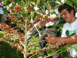 Café frente a la coca: alternativa para el desarrollo