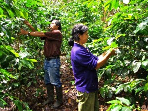 Cooperativas del Vraem entraron a la final del Concurso Nacional de Cafés de Calidad 2014
