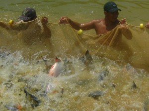 Transfieren 500 mil crías de peces paco y gamitana a municipios del Vraem