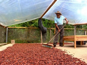 Caficultores y cacaoteros de Satipo incursionan en producción agroforestal