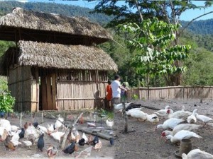 Entregan animales menores en cuatro comunidades nativas de Satipo