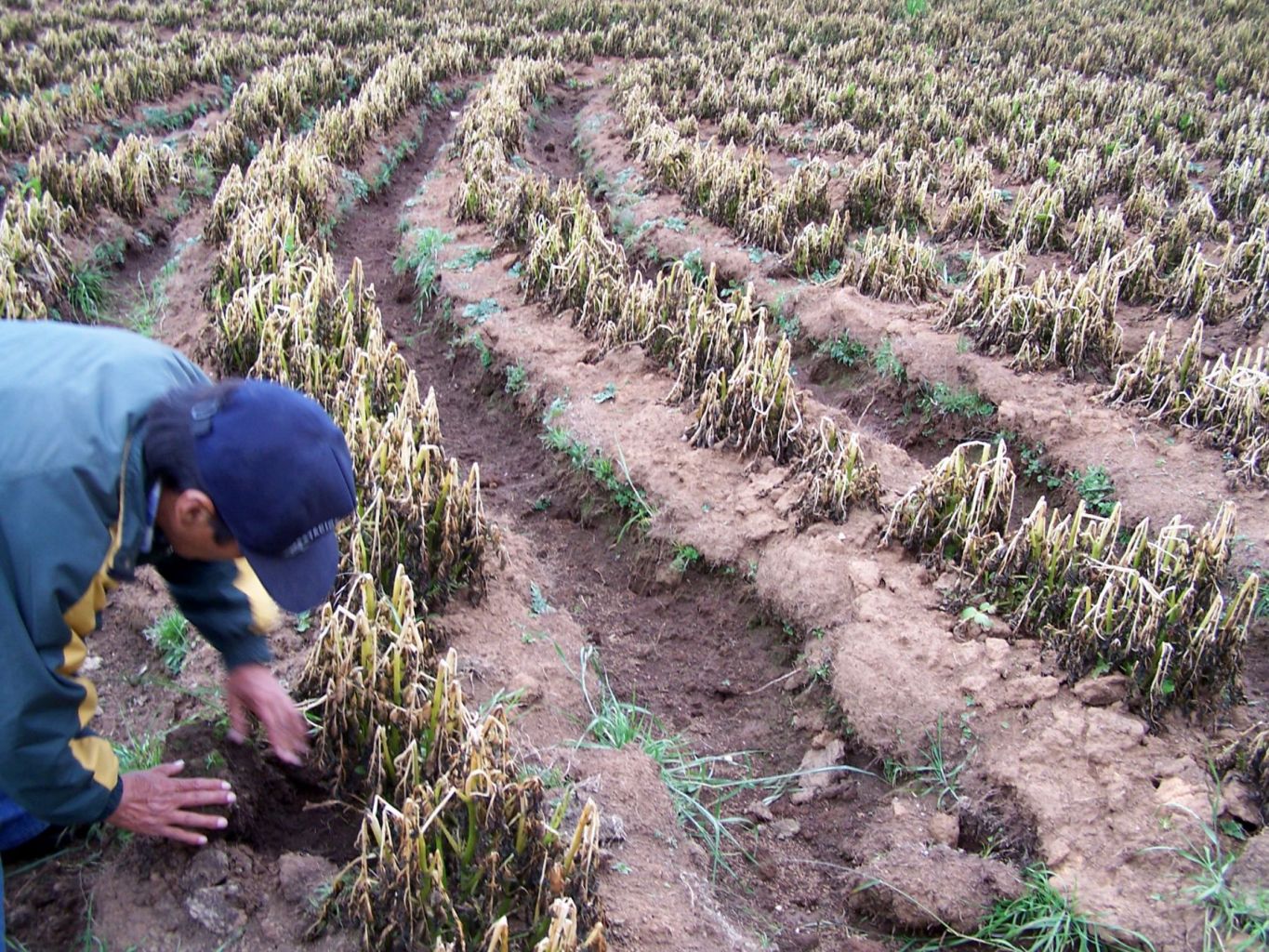 Sector agrícola perdió US$ 11 000 millones de dólares por desastres