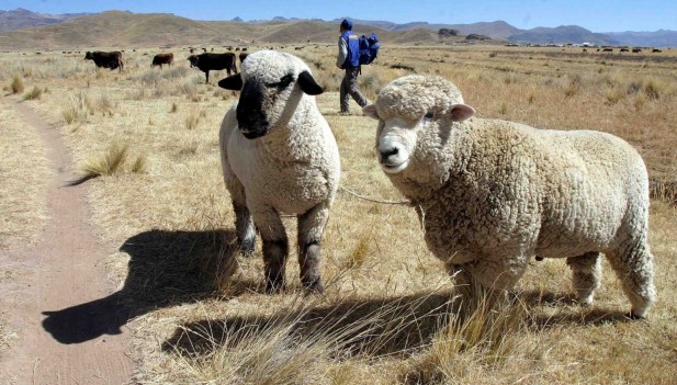 cadenas productivas de la region junin hu 225 nuco jun 237 n y lima captaron s 18 1 millones por cadenas productivas de la region junin hu 225 nuco jun 237 n y lima captaron s 18 1 millones por