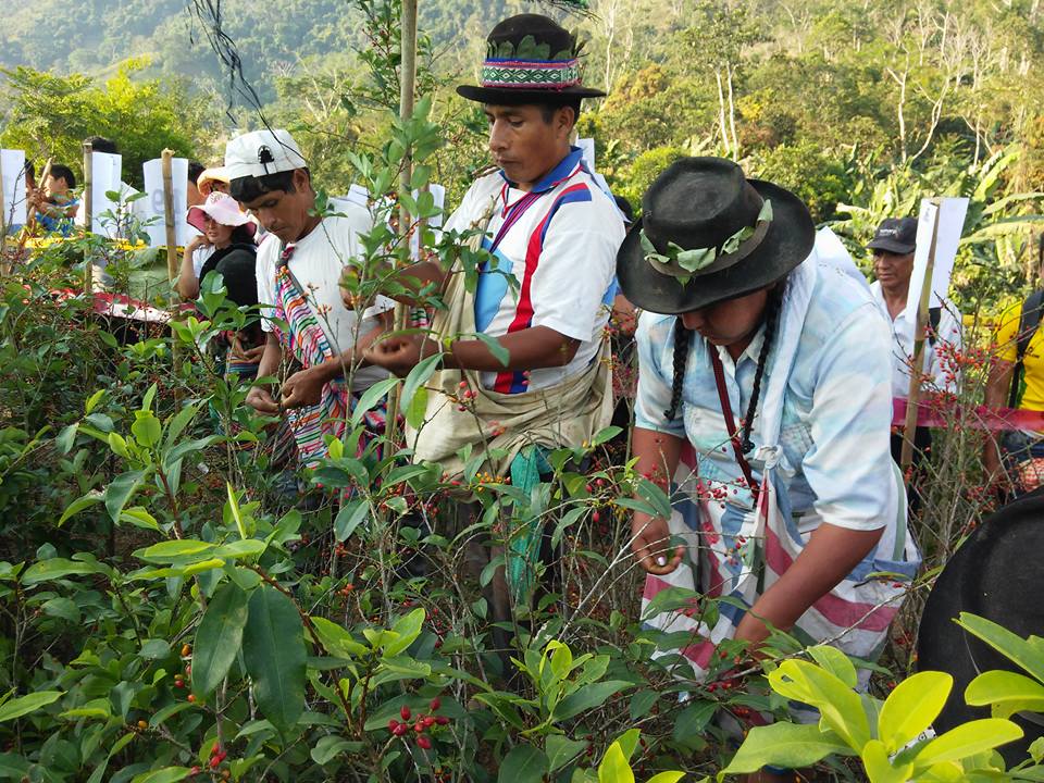 Vraem Revalorizan uso tradicional de la hoja de coca Inforegion