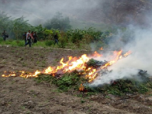 Vraem: Policía destruyó 120 mil plantones de marihuana en Ayacucho