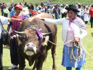Ayacucho: Realizarán festival del choclo y cuy en Socos