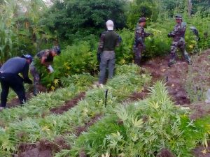 Incautan mil plantones de marihuana en Ayacucho