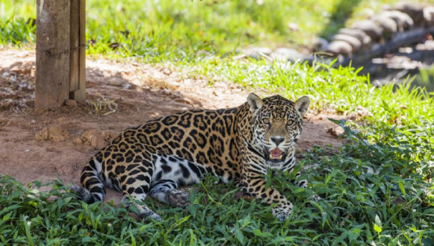 Hoy 3 de marzo celebramos el Día Mundial de la Vida Silvestre