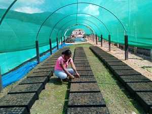 Ayacucho: Recuperarán 600 hectáreas de suelos degradados en Anchihuay