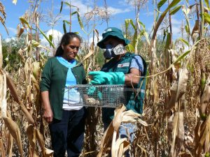 Coordinan control de roedores con agricultores de Ayacucho