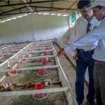 Cajamarca: Invierten más de S/2 millones en beneficio de 238 productores