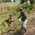 Corah erradica 12 600 hectáreas de cultivos ilegales de coca