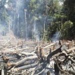 Coordinan lucha contra la deforestación en Puerto Inca