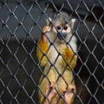 Estado intensificó intervenciones por tráfico ilegal de fauna silvestre en 2017