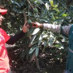 Huancavelica: Fomentan exportación de palta Hass entre pequeños productores