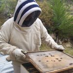 Importación de abejas no pone en riesgo producción apícola de Perú