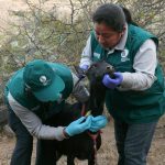 Inician estudio sobre la situación sanitaria del ganado caprino en Ayacucho