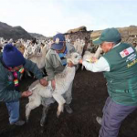 Minagri culmina entrega de kits veterinarios en Huancavelica