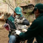 Minagri preserva estatus sanitario en aves de crianza doméstica en el Vraem