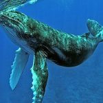 Minam realiza actividades por el Día Mundial de los Océanos