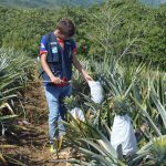 Pichari: Estudio de sanidad vegetal logra opinión favorable