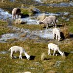 Puno: Minagri distribuye kits veterinarios para mitigar efecto de heladas