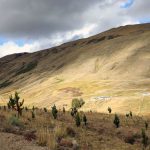 Recuperan más de 100 hectáreas de tierras degradadas en Cusco