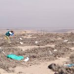 Tacna: Destruyen ejemplares de tillandsia, planta típica del desierto costero