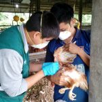 Ucayali: Descarte de influenza aviar en granjas y corrales cercanas a lagunas