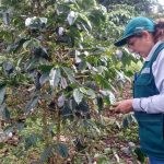Ucayali: Evalúan situación de cafetales en Padre Abad