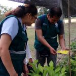 Ucayali: Refuerzan vigilancia en cultivos de limón y naranja