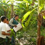 Vraem: Instruyen a pequeños plataneros en Escuela de Campo