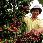 Amplían plazo para recoger aportes al Plan Nacional del Café
