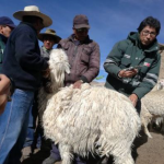 Arequipa: Senasa atiende a más de 180 camélidos ante bajas temperaturas