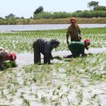 Minagri y arroceros establecieron compra de 23 mil toneladas de arroz en San Martín