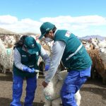 Atención sanitaria de alpacas y llamas ante bajas temperaturas en Ayacucho
