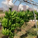 Minagri asesora a los productores de banano orgánico tumbesinos