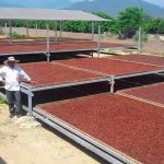 Cacao piurano es cotizado a 4 000 dólares por tonelada en Europa