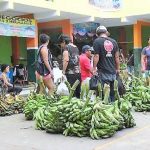 Capacitan en manejo de cultivos y exportación de plátano a productores de San Martín