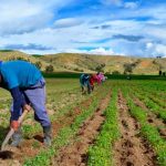 Consideran posible la reactivación de Agrobanco