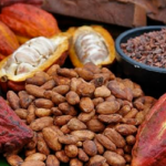 Cuatro variedades de cacao peruano con potenciales compuestos para tratamiento y prevención del asma