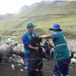 Dan atención sanitaria en comunidades altoandinas de Apurimac