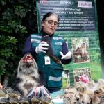 Decomisan mil partes de animales silvestres disecados, ranas vivas y productos usados en curanderismo