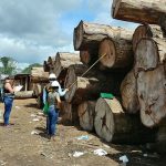 Dictan condena para traficante de madera en Madre de Dios