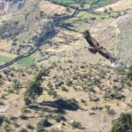 El valle del Sondondo: Refugio de cóndores