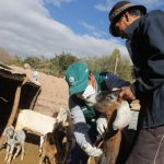Evalúan ganado en Huancavelica para descartar “brucelosis” caprina