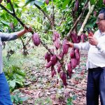 Junín: Asociación cacaotera se consolidó tras la intervención de Devida