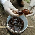 Impulsan prevención contra el caracol gigante africano en Ucayali