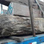 Intensifican vigilancia en los puestos de control forestal y de fauna silvestre